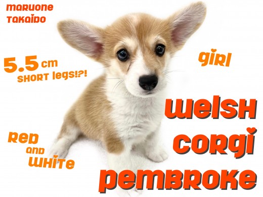 【 ウェルシュコーギーペンブローク 】5.5cmの短足！唯一無二のお顔模様！