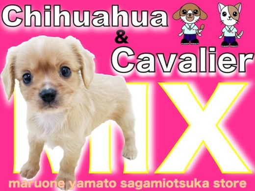 【 MIX 】大人気！チワワとキャバリアのミックス犬！抜群のサイズ＆可愛さを紹介