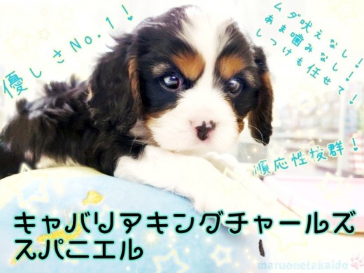 【 キャバリア 】トライカラーの男の子！どんなご家族にもピッタリあう家庭犬の鏡！