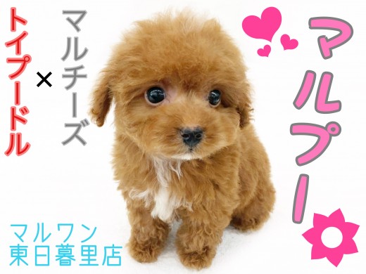 【 MIX 】社交性抜群の愛されマルプー!〜濃厚レッドにホワイトを添えて〜