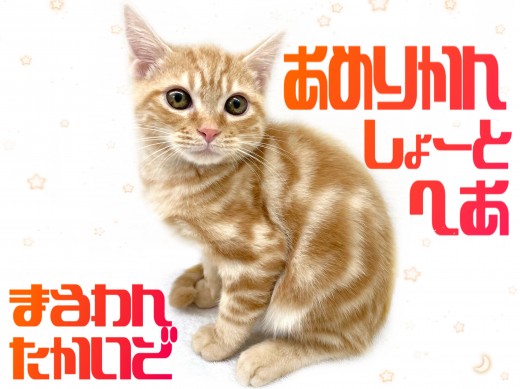 【 アメリカンショートヘア 】圧倒的な人気を誇る猫種！レッドタビーの甘えん坊！