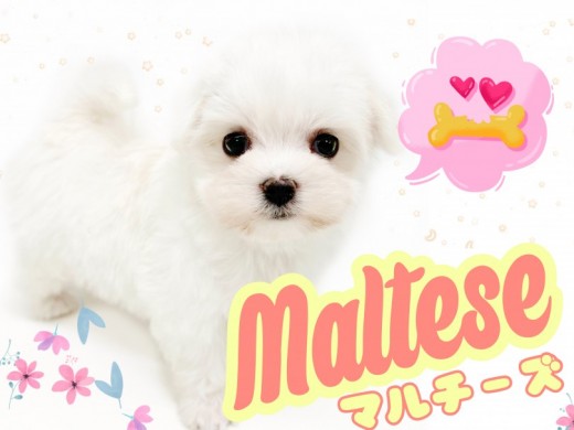 【 マルチーズ 】パパはJKCチャンピオン!チワワサイズの小さめマルチーズ!!