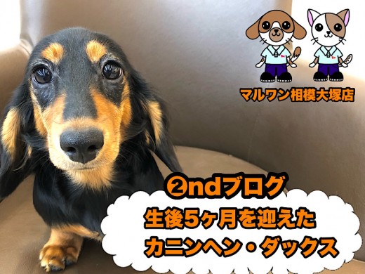 【  カニンヘンダックスフント 】生後5ヶ月の超絶フレンドリー遊び大好きわんこ！