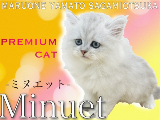 【 ミヌエット 】2021年大人気！短足とゴージャスな被毛を持つプレミアム猫！
