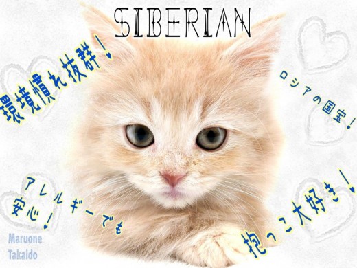 【 サイベリアン 】大注目の低アレルゲンキャット！環境慣れ抜群おっとりにゃんこ！