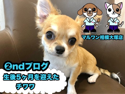 【 チワワ 】生後5ヶ月を迎えた表情豊かな元気いっぱいのチーたん！