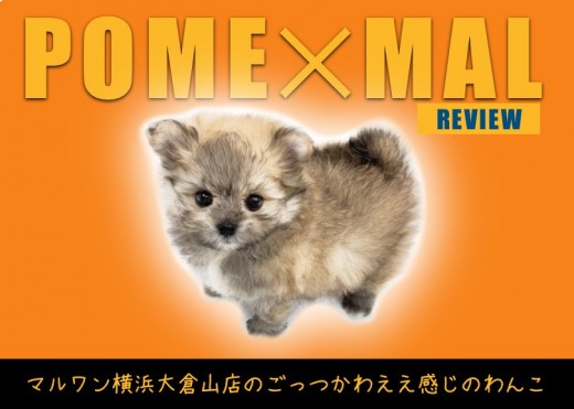 【 MIX 】ポメラニアンとマルチーズの摩訶不思議なポメマルちゃん女の子登場!