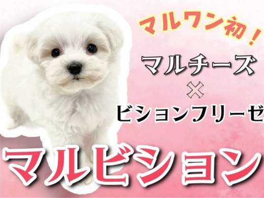 【 MIX 】マルワン初登場!マルチーズとビションフリーゼの希少MIX!
