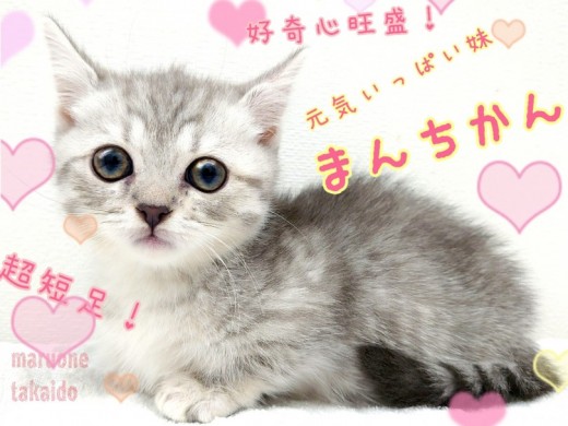 【 マンチカン 】わずか2.5cmの超短足！多頭飼いにもピッタリな女の子！