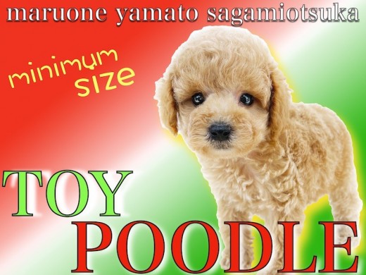 【 トイプードル 】生後60日で体重700g台のタイニー！人との触れ合いが大好き