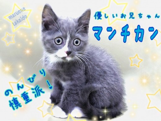 【 マンチカン 】ブルーの毛色と白靴下が可愛い！おっとり優しい男の子！