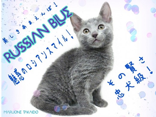 【 ロシアンブルー 】その賢さ忠犬級！愛情深くてとっても静かな甘えんぼ！