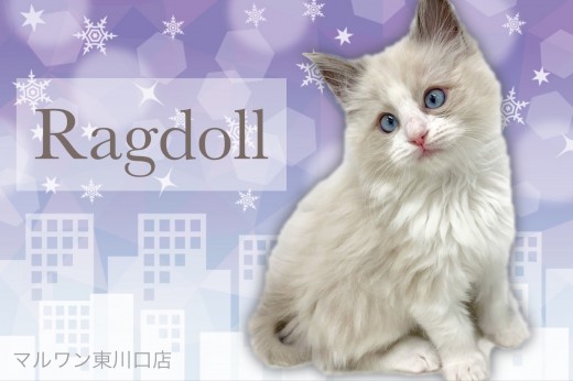 【 ラグドール 】大人気カラーのハチワレ!まさにぬいぐるみな甘えん坊の男の子