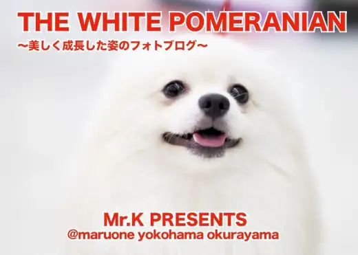 【 大倉山店の白ポメラニアン 】美しく成長した男の子のフォトブログ。