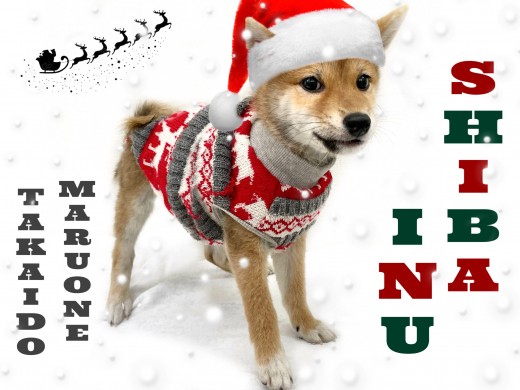 【 柴犬 】パパは立派なショードッグ！！トイレ完璧！無駄吠え一切なしの男の子！