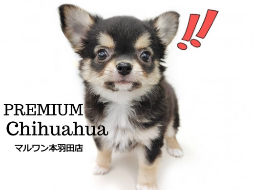 【 チワワ 】最強の童顔に超ドワーフ体型を持ったプレミアムチワワ登場!!