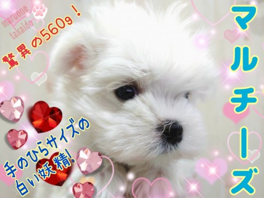 【 マルチーズ 】生後約60日で驚異の560g！手のひらサイズの白い妖精！