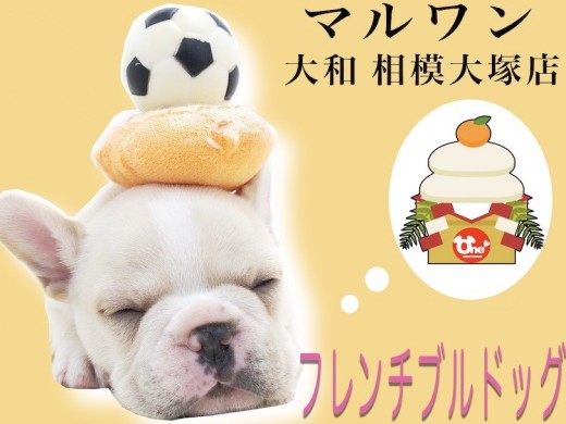 【 フレンチブルドッグ 】父がチャンピオンの極上犬!マルワン1のブルマニアが紹介
