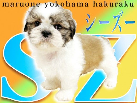 【 シーズー 】世代を超えて愛される犬種!超飼いやすい事が人気の理由!