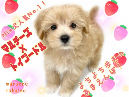 【 MIX・マルプー 】ミックス犬人気NO.1！小さめサイズは飼いやすさ抜群！