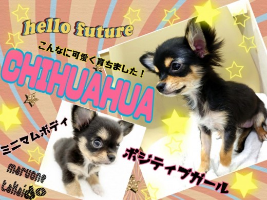 【 チワワ 】生後5ヵ月で1.3kgのミニマムボディ！社交性バツグンの性格！