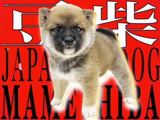 【 豆柴 】情熱の赤を身に纏った、超小さいサイズは正にプレミアム級！