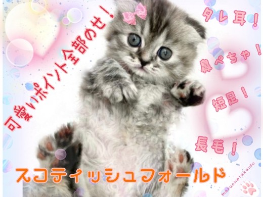 【 スコティッシュフォールド 】垂れ耳！長毛！特別な幸福感を満たしてくれる！