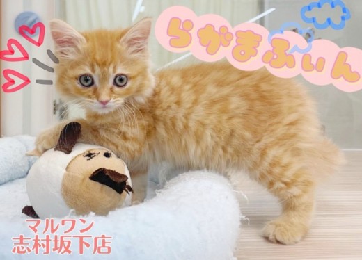 【 ラガマフィン 】癒しの猫パンチ炸裂！やわらか大きめボディと穏やかな性格の虜！