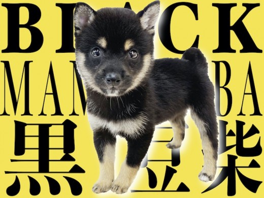 【 豆柴 】人気の黒豆柴！大きさに性格紹介、そしてあなたの生活に笑顔を届けます！