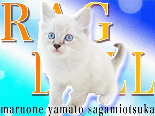 【 ラグドール 】初心者OK！お子様がいるご家庭もOK！青い瞳のぬいぐるみ猫！