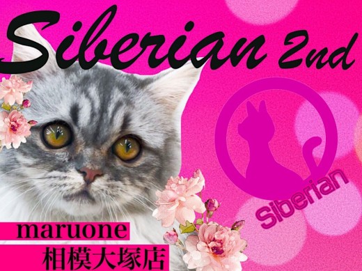 【 サイベリアン 】多頭飼いにオススメ！生後5ヶ月の超温厚な大型猫サイちゃん！