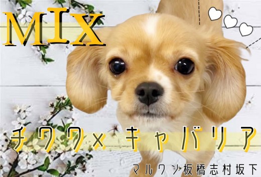 【 MIX 】ミニキャバリア！？チワワとキャバリアのレアMIXは衝撃の可愛さ！