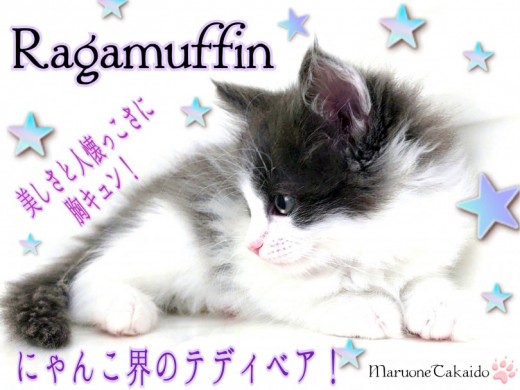 【 ラガマフィン 】ネコ界のテディベア！小さなお子様とだって仲良く過ごせます！
