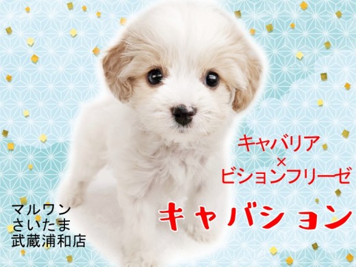 【 キャバション 】希少MIXキャバションとの生活をご紹介!!