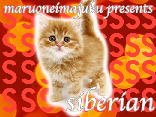 【 サイベリアン 】2022年の年男!トラ柄模様の超絶爆毛イケメンCAT登場!