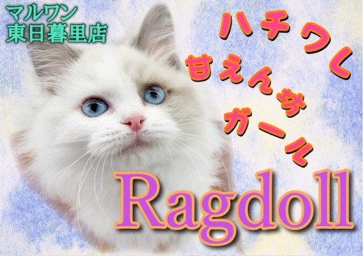 【 ラグドール 】福を招くハチワレ甘えん坊ガールがやってきた!