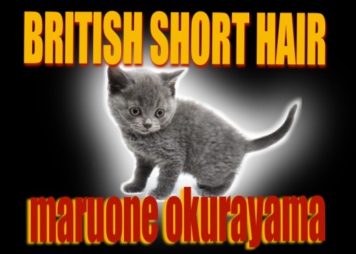 【 ブリティッシュショートヘア 】おねだり上手な甘え猫!極上被毛をご堪能あれ!