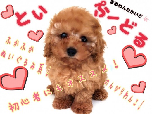【 トイプードル 】初めての方にもオススメ！抜群のビジュアルと性格に大満足！