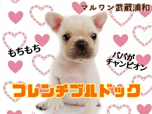 【 フレンチブルドッグ 】もっちもちボディとつぶらな瞳の癒し系ガール！