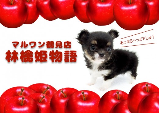 【 チワワ 】動画多め・短足歩行が可愛すぎて昇天!圧巻のキューティーパピー!