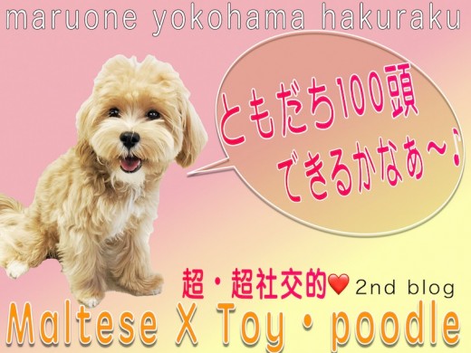 【 MIX 】友達100頭できるかな?社交性抜群で飼いやすいマルプーの2nd記事