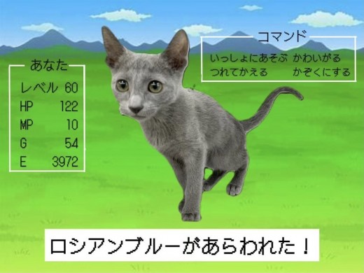 【ロシアンブルー】クールビューティー！でも性格は…？ギャップ萌えの会心の一撃っ！