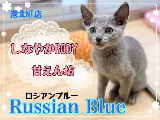 【 ロシアンブルー 】スタイリッシュな美ボディ!甘えん坊な男の子
