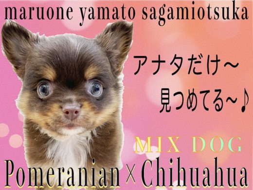 【 MIX 】濃厚なチョコタンカラー！陽気な明るい性格がポイント！