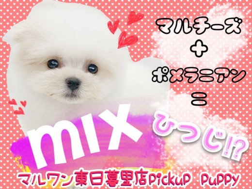 【 MIX 】オンリーワンの魅力がたまらない!最上級マルポメちゃんが降臨!