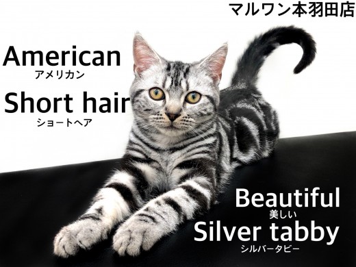 【 アメリカンショートヘア 】チャンピオンの父を持つ美しく穏やかなプリンス!