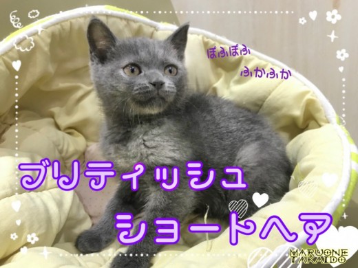 【 ブリティッシュショートヘア 】ふかふかの極み！抱っこが好きでいる秘訣とは？