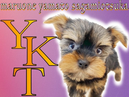 【 ヨークシャーテリア 】七変化する毛色と小さめサイズが魅力的！