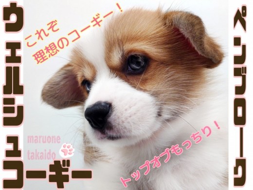 【 コーギー 】魅惑のもっちり感！これぞ理想的なコーギースタイル！