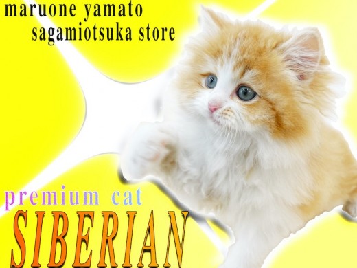 【 サイベリアン 】プレミアム認定！話題の猫種、その中でも圧倒的な可愛さです！